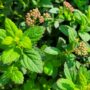 Spirea – Poprocks Petite – #2 Container